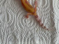 Leopard gecko