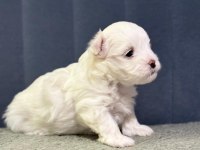 KÖPEKLERİMİZE YENİ YUVALAR ARIYORUZ