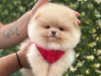 Minik Pamuk Topu Pomeranian Boo