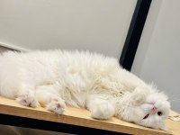 ACİL SAHİPLENDİRME KEDİMİZ