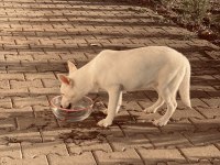 YAVRU SİBİRYA (HUSKY)