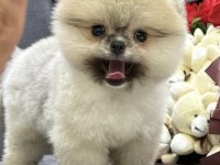 ORANGE POMERANİAN BOO