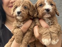 Safkan maltipoo yavrularım