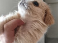 Çok tatlı pekinez yavru köpeğimiz