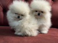 Ankaranın  en elit pomeranian boo yavruları