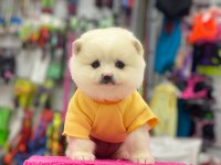 Pomeranian köpeği