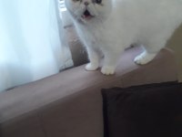 Adı şeker akıllı bir kız yeni sahibini arıyoruz