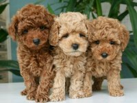 Original korekan toy poodle bebekler