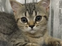 Safkan british longhair dişi yavrusu