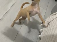 Mini Şivava Aşılı