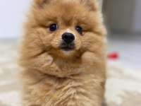 Acil ücretli sahiplendirelecek pomeranian boo