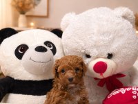 Toy Poodle Dişi Erkek
