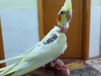 Sultan papağanı yavruları