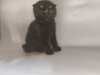 Oyuncu sevimli scottish fold yavrular