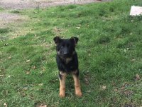 4 aylık safkan erkek alman çoban köpeği