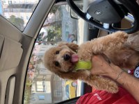 Güzel poodle oğluma yuva arıyorum