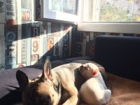 2.5 Aylık Erkek French Bulldog
