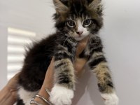 Küçük Bir Dev Dişi Maine Coon