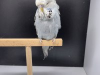 Show Jumbo Yavru Dişi Muhabbet Kuşu
