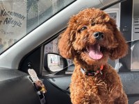 Toy Poodle 8 Aylık Dişi