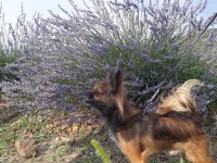 Eş arıyoruz erkek uzun tüylü chihuahua