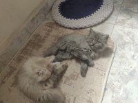 BRİTİSH YAVRU KEDİLER