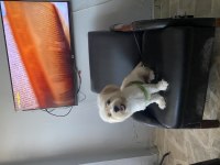 Maltese terrier köpeği