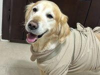Ücretsiz Takip Şartlı Golden Retriever