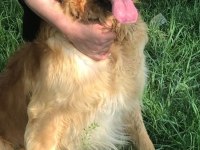 OYUNCU GOLDEN RETRİEVER DİŞİ