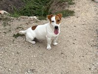 Safkan erkek ve dişi jack russell köpekler