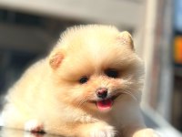 ayı surat pomeranian boo