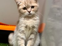 Irk Ve Sağlık Garantili British Shorthair