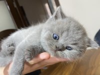 British shorthair minik panda