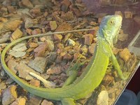 Lime İguana