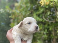 Kar beyaz maltese bebekler