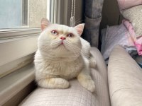 Erkek British Shorthair Kedimiz