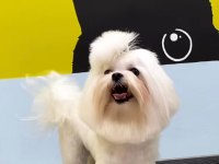 KORE MALTESE ERKEK (EŞLEME İLANI)