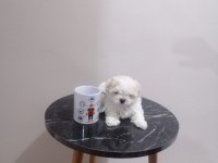 Kore kan 2 aylık erkek köpeğimiz
