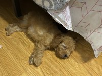 2 AYLIK ERKEK TOY POODLE