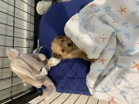 Zeka küpü toy poodle 2 aylık erkek veteriner kayıtlı