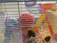 7 aylık gonzales anne baba ve 4 yavru hamster