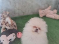 MİNİK PANDA POMERANİAN DİŞİLER