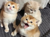 Ny11 Ve Ay11 Safkan British Shorthair Golden Bebekler