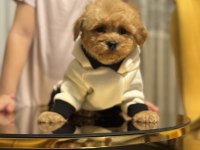Türkiyenin en güzel maltipoo bebekleri