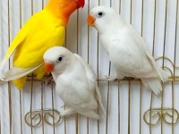 Lutino albino cennet papağanı