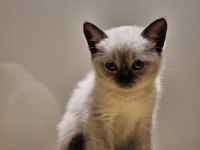 Scottish Blue Point Anne, British Golden & Silver Baba