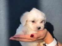 MALTESE TERRIER YAVRULAR