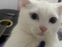 MÜKEMMEL RENKLİ GÖZLÜ BRİTİSH SHORTHAİR