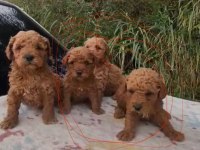 A kalite poodle bebekler her renk var