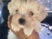Maltipoo Kalite Yavrular Irk Sağlık Garantili
